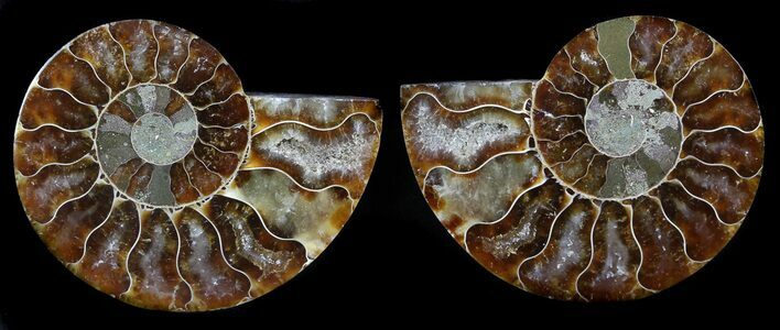 Sliced Fossil Ammonite Pair - Agatized #35619